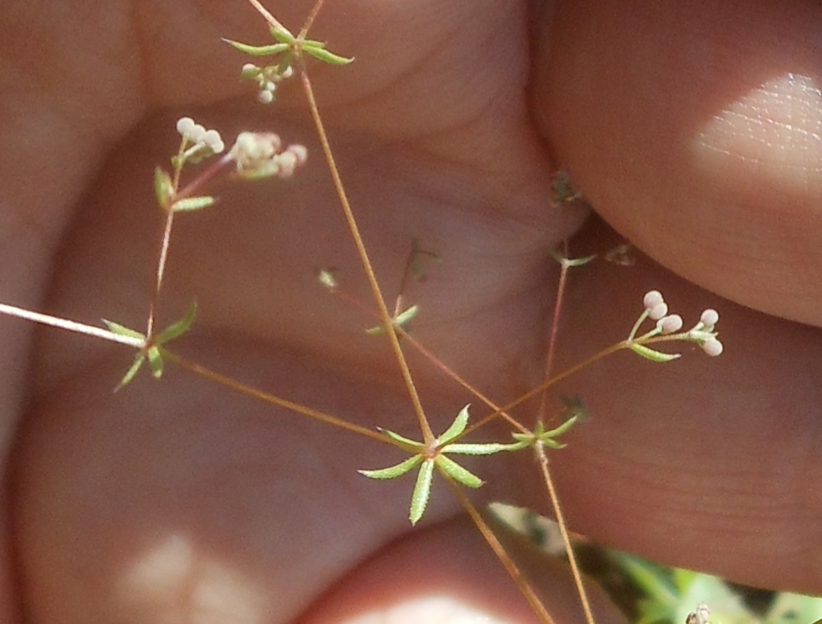 Galium divaricatum Lam. / Caglio divaricato